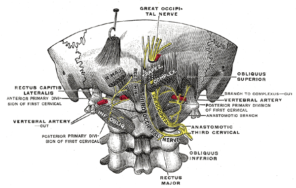 occipital nerves