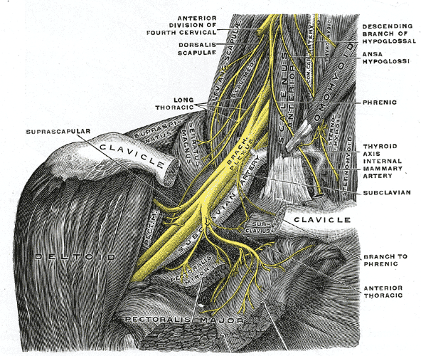 File:Gray808.png